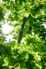 Fototapeta na wymiar Green Leaves Of Spring Oak On A Sunny Background.