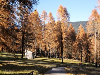 Obraz premium panorama autunnale foresta alberi prato