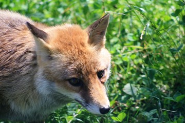 animale volpe rosso fauna mammifero