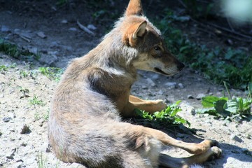 animale lupo natura mammifro fauna