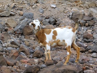 Gämse auf Berg in Fuerteventura