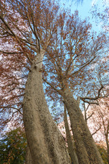 platano secolare in autunno, nel parco di villa Erba a Cernobbio