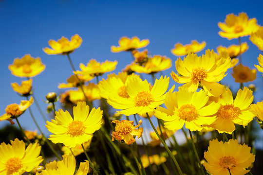 Yellow daisy meadow against a blue sky in Namakwaland