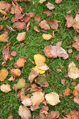 Mucchio di foglie secche in autunno in giardino