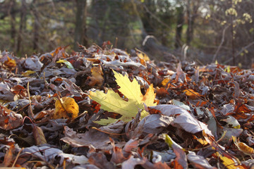 Mucchio di foglie secche raccolte in autunno in giardino