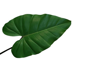 Heart-shaped philodendron green leaf, tropical foliage plant isolated on white background, clipping path included.