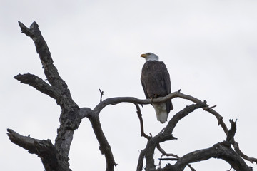 Bird Los Angeles bald eagle in the San Gabriel Mountains