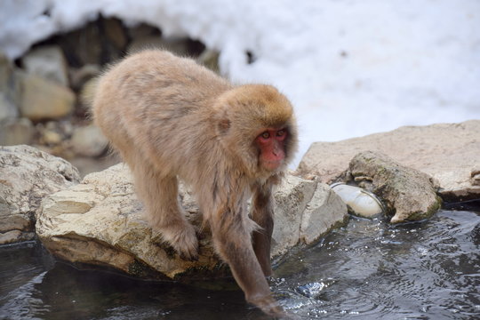 地獄谷野猿苑　snowmonkey