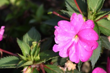 fiore rosa natura giardino foglie verdi
