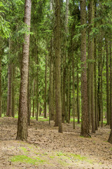 Obraz premium trees in the forest