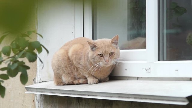 A ginger cat of a gangster kind sits outside on the windowsill.