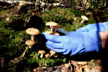 Mushrooms growing on a stump cut with a knife.