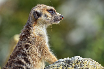 Erdmännchen im Tierpark
