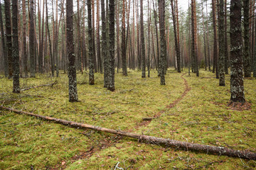 Pine forest in autumn. Narrow path in green moss