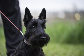 Scotch terrier dog in green field on leash with owner. photo is dog head and chest with man leg. horizontal with room for copy. shallow depth of field  - obrazy, fototapety, plakaty