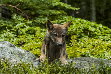 Young wolf
