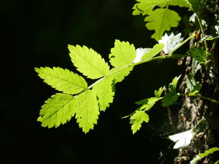 Wild spring farm garden nature - Wilde Bauerngarden Natur - Landleben - landlife -  in Aurich Ostfriesland North Sea Nordsee ... :-)