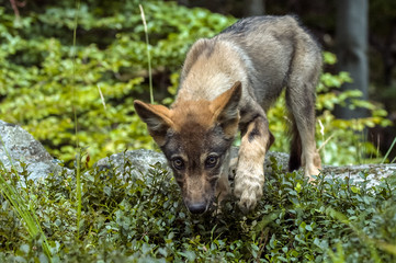 Fototapeta premium Young wolf