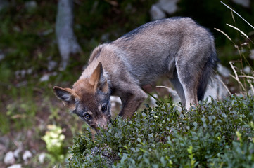 Young wolf