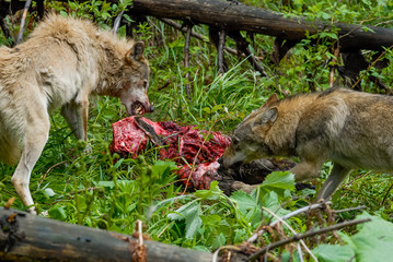 Wolfs feeding on carcass