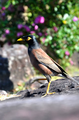 A Bird Scrutinizing the Horizon in Thailand