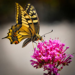 Yellow Butterfly Gathering a Pink Flower
