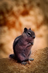Chipmunk waiting in Bryce Canyon