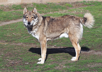 Old dog of laika breed similar to a wolf