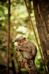 Naklejka na ściany i meble Very Young Macaque Eatin on a Tree