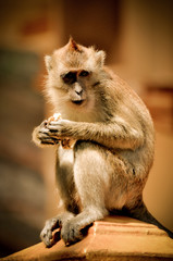 Macaque Quietly sat to eat in a Park of Thailand