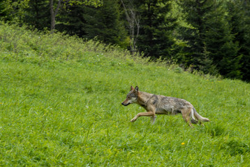 Wolf in forrest