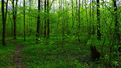 Obraz premium European mixed forest. Tops of the trees. Looking up to the canopy.