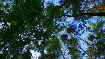 European mixed forest. Tops of the trees. Looking up to the canopy.