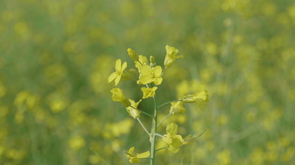 Flowering field of yellow canola in the wind