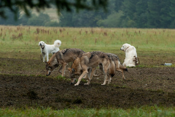 Wolf pack on sheep farm