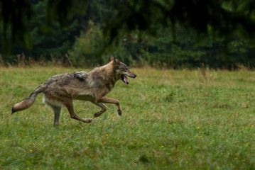 Running wolf