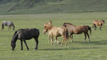 Naklejka na ściany i meble Horses with foals grazing in a pasture in the Altai Mountains