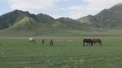 Fototapeta na wymiar Horses with foals grazing in a pasture in the Altai Mountains