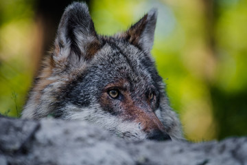 Wolf Portrait