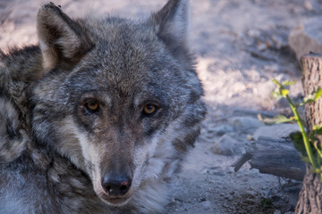 Wolf portrait
