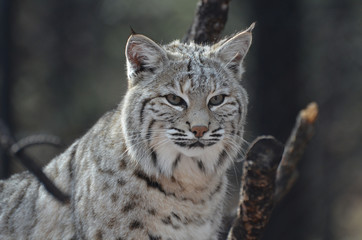 Naklejka premium Face of a Lynx Bobcat