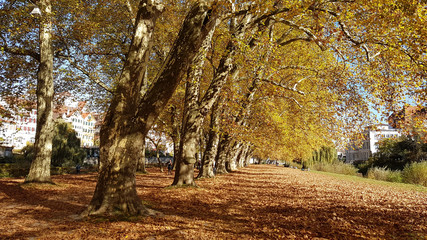 Naklejka premium Platanenallee Tübingen