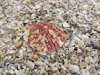 Seashell on pebbles in Florida beach, closeup