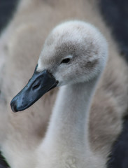 cygnet 2