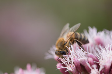 Honey Bee At A Blossom collecting Honey