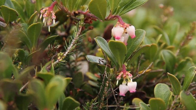 Planta y flores de Gayuba