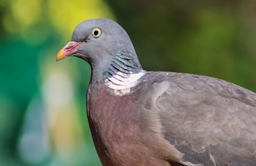 wood pigeon 7