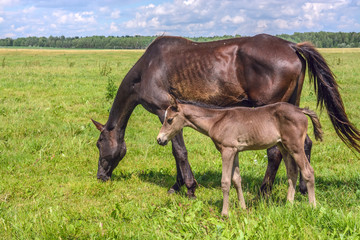 a horse and a foal graze on a green meadow 