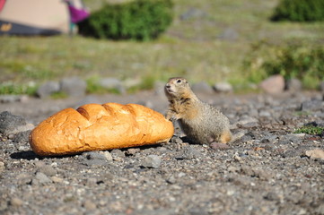 Kamchatka, Камчатка, вулканы, хлеб, евражка, зверек, дикий зверь, animal, wild animal, bread