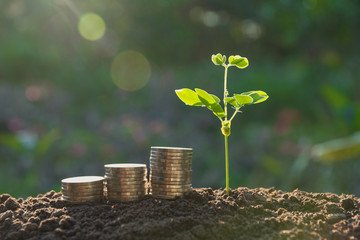 Young green plant with stack coin on ground for growing business financial concept.